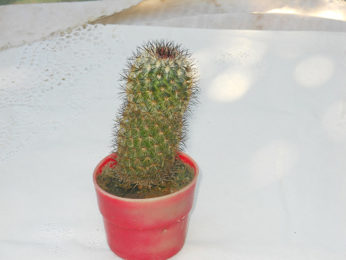 DSCN2058 - cactusi