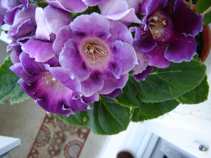 DSC03463 - florile mele 2011