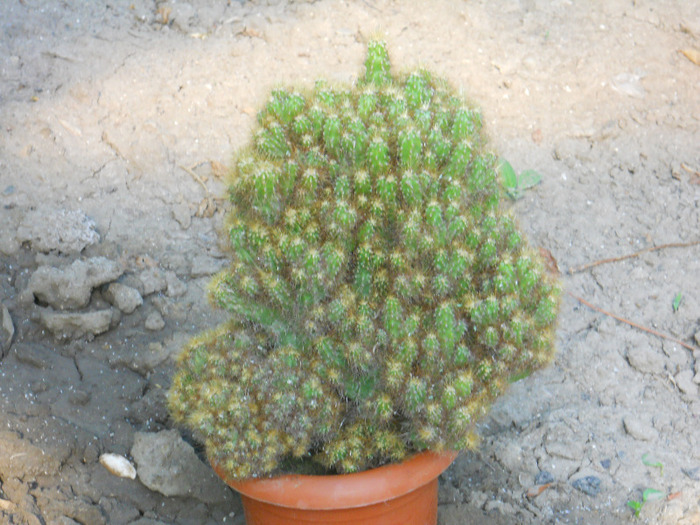 DSCN2066 - cactusi