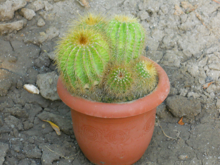 DSCN2067 - cactusi
