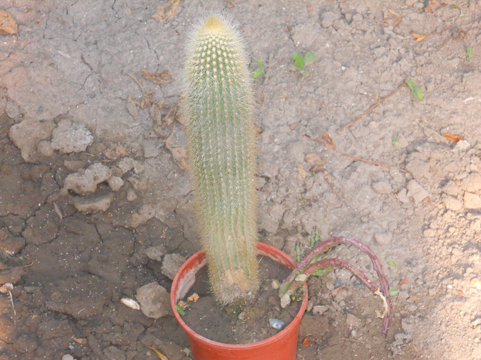 DSCN2072 - cactusi