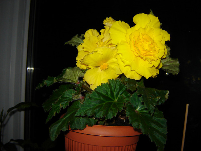 DSC03474 - florile mele 2011