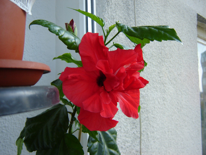 DSC03495 - florile mele 2011