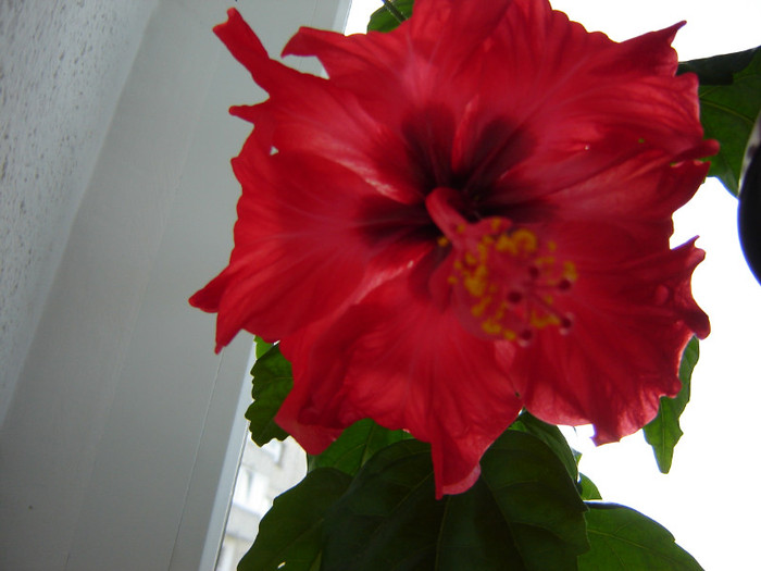 DSC03513 - florile mele 2011