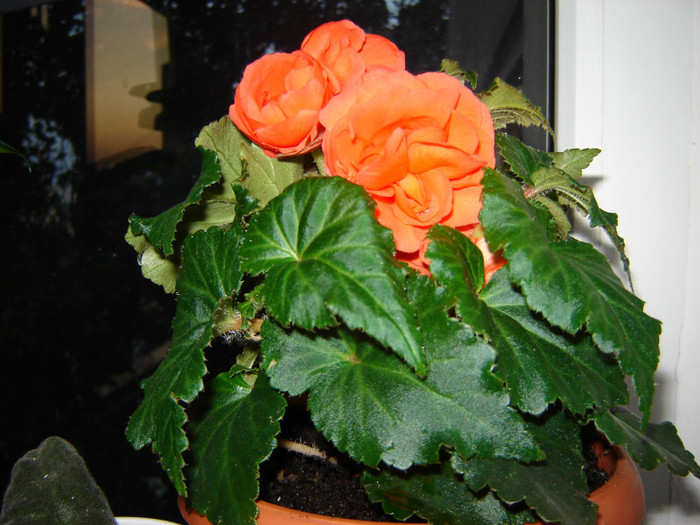 DSC03514 - florile mele 2011