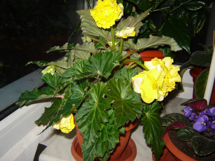 DSC03515 - florile mele 2011
