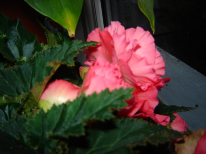 DSC03520 - florile mele 2011