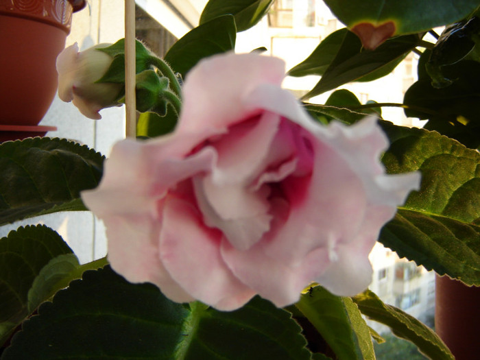 DSC03539