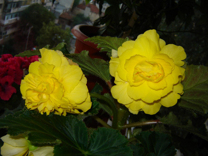 DSC03548