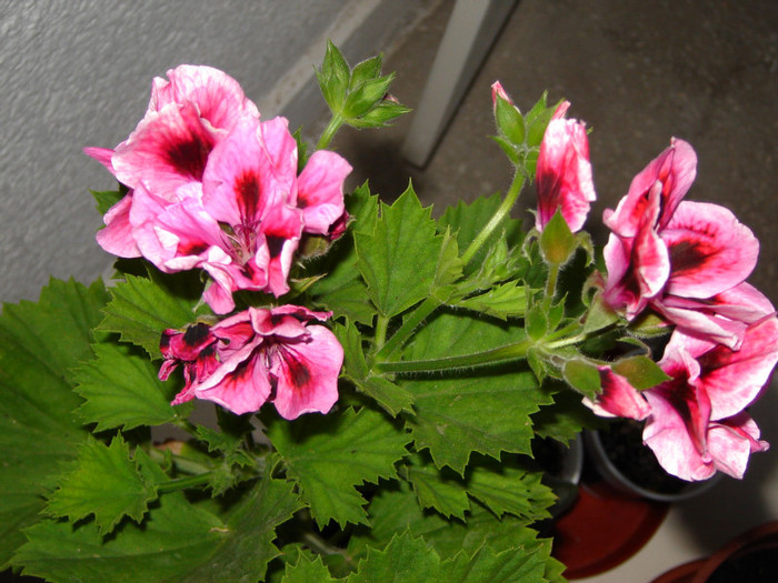 DSC03557