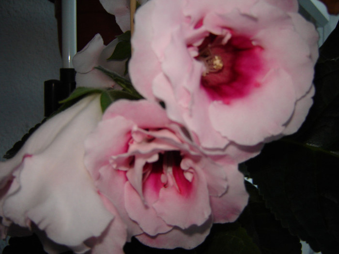 DSC03562 - florile mele 2011