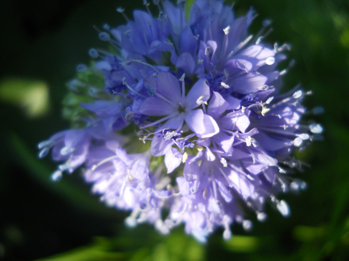 gilia - A12vara2011