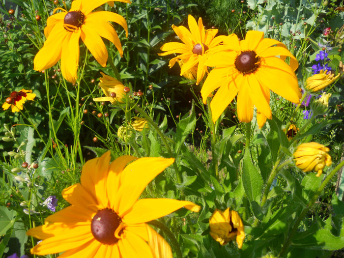 rudbeckia