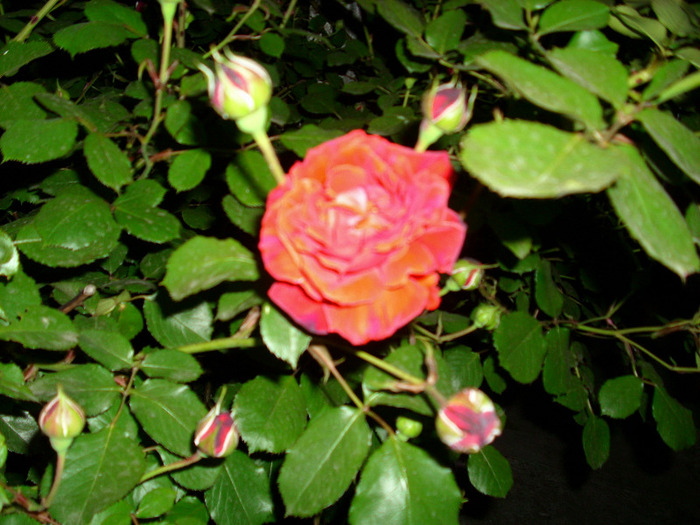IMG_3228 - trandafiri