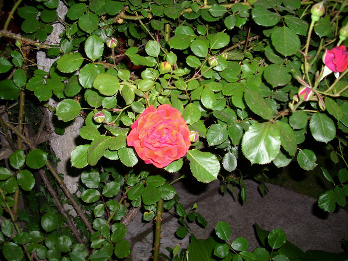 IMG_3240 - trandafiri