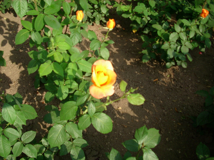 IMG_3270 - trandafiri