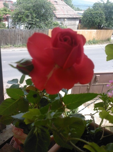 Fotografie0382 - trandafiri