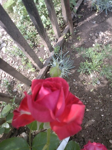 Fotografie0388 - trandafiri