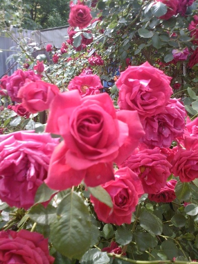 Fotografie0392 - trandafiri