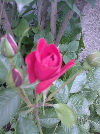 Fotografie0396 - trandafiri