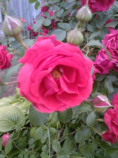 Fotografie0401 - trandafiri