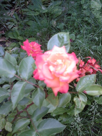 Fotografie0404 - trandafiri