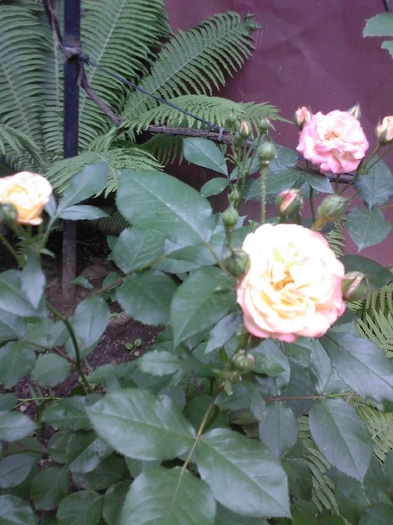 Fotografie0406 - trandafiri