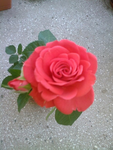Fotografie0427 - trandafiri