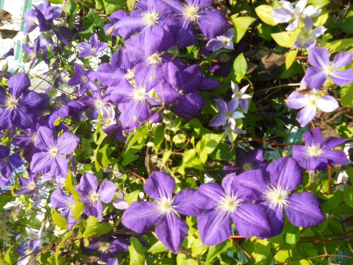 clematita - A12vara2011