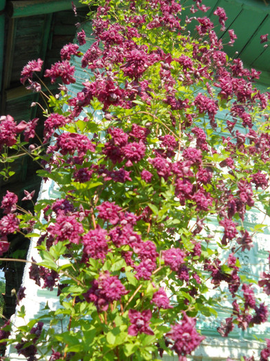 clematita - A12vara2011