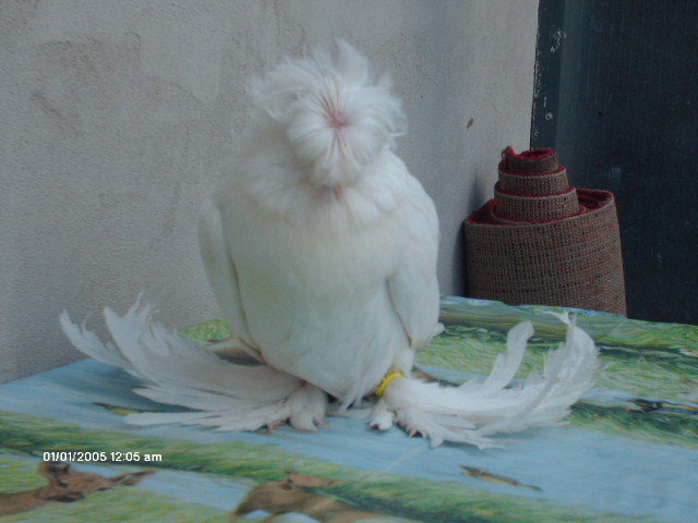 de vanzare 150 ron - pui 2011