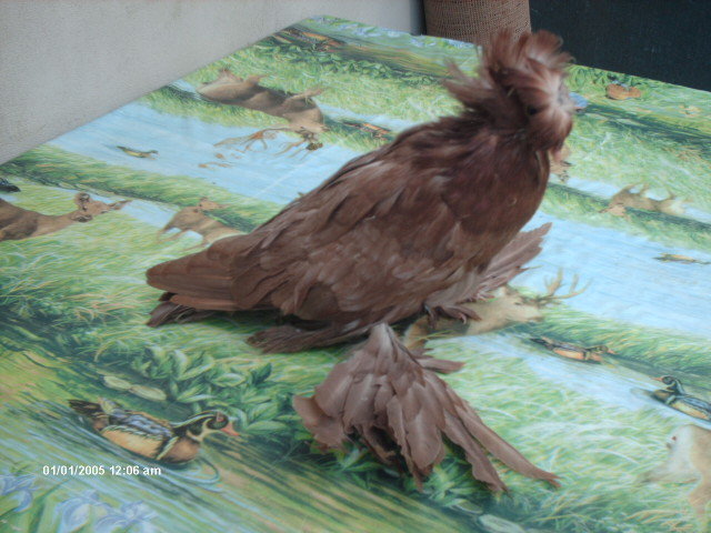 Picture 327. - pui 2011