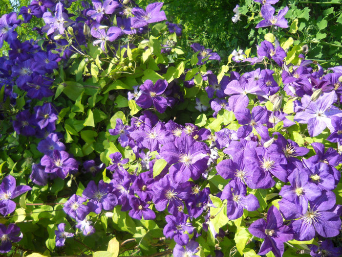 clematita