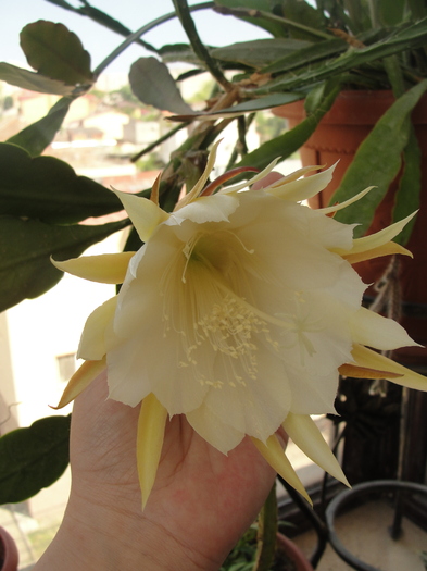 epiphyllum, prima floare, floare imensa