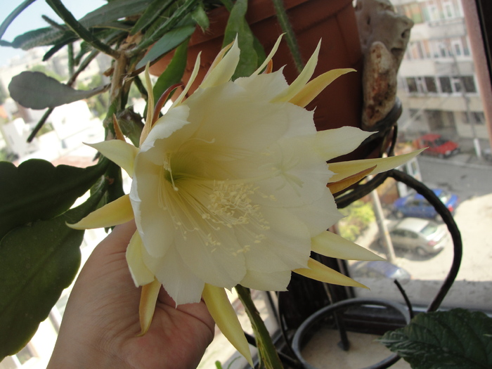 epiphyllum, floare imensa