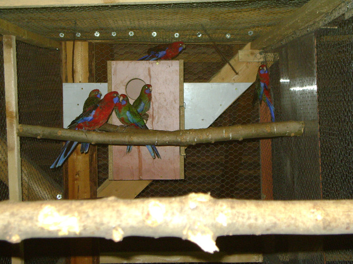 Picture 1019 - Pui Rosella Penant 2011