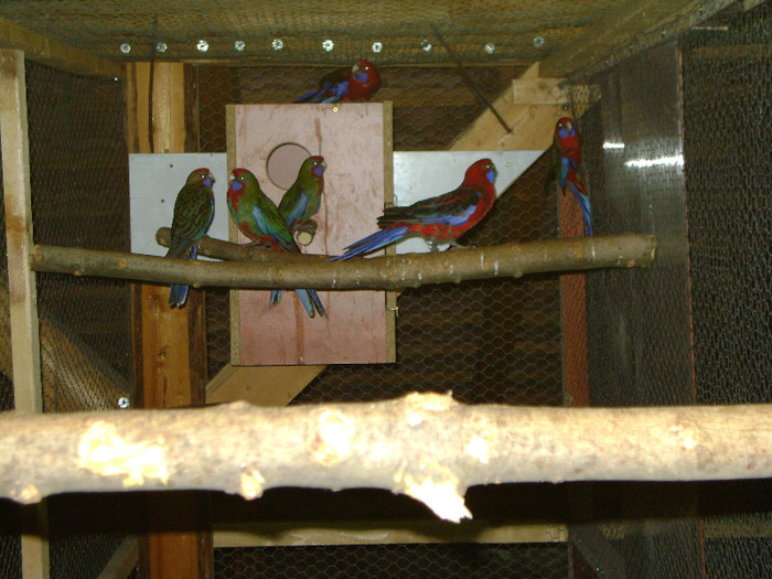 Picture 1020 - Pui Rosella Penant 2011