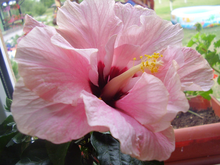  - hibiscus