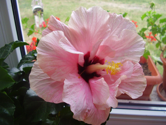  - hibiscus