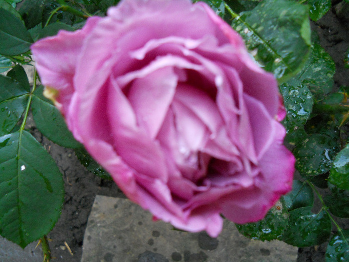 DSCN0718 - trandafiri 2011