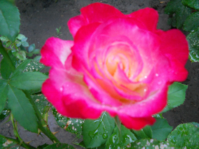 DSCN0719 - trandafiri 2011