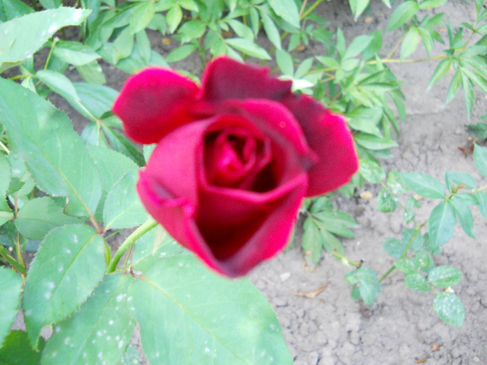DSCN0723 - trandafiri 2011