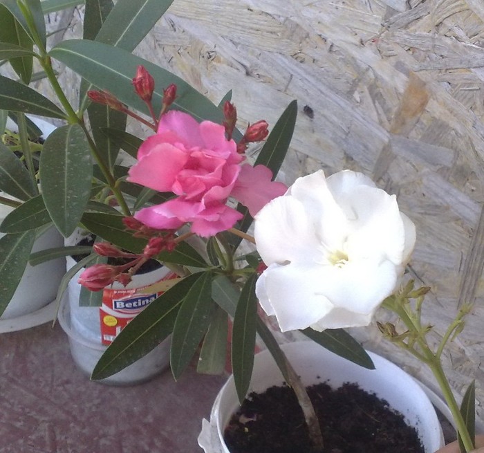 alb dublu si roz dublu - Leandrii mei
