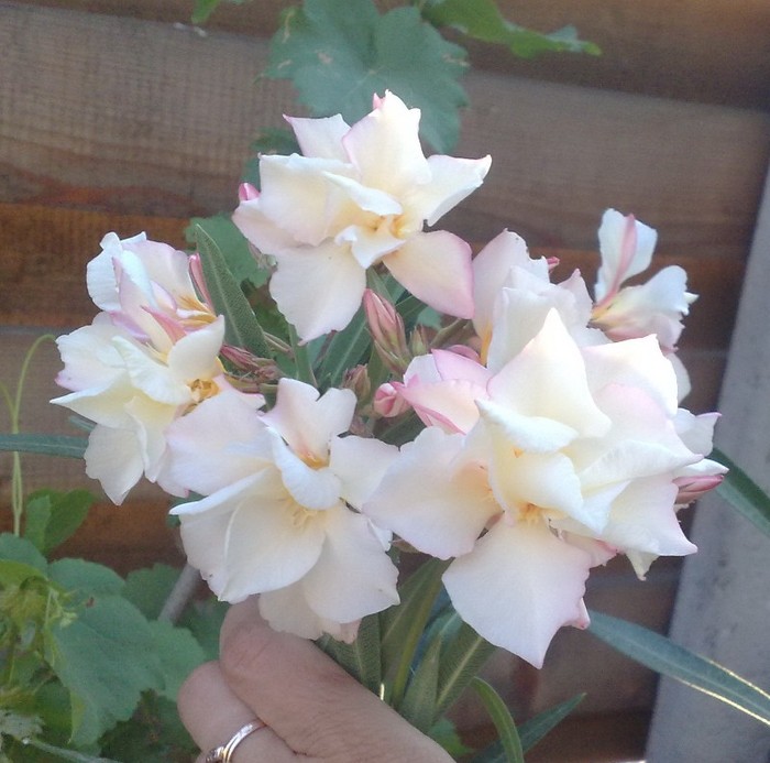 Apricot Queen