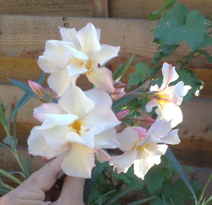 Apricot Queen - Leandrii mei