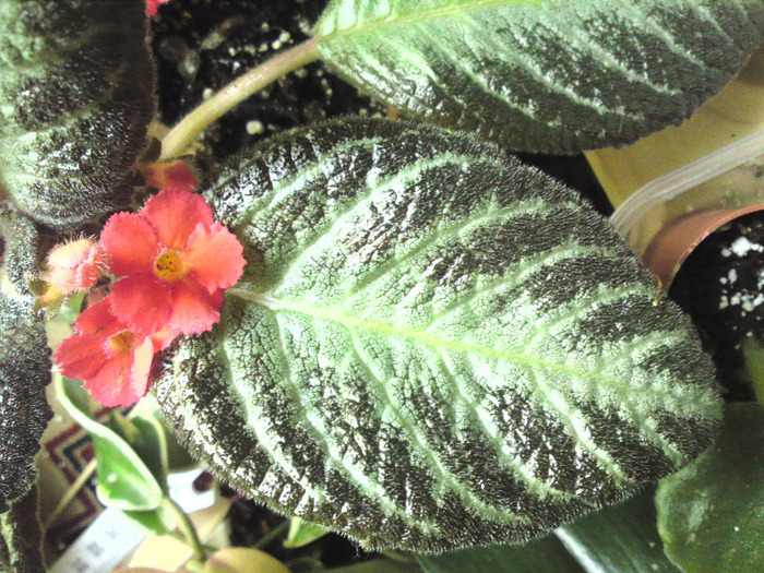 Episcia Guacamole