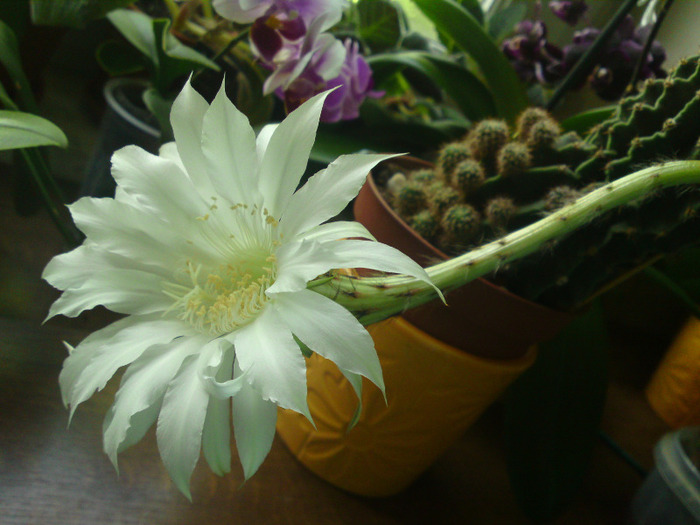 Echinopsis oxygona