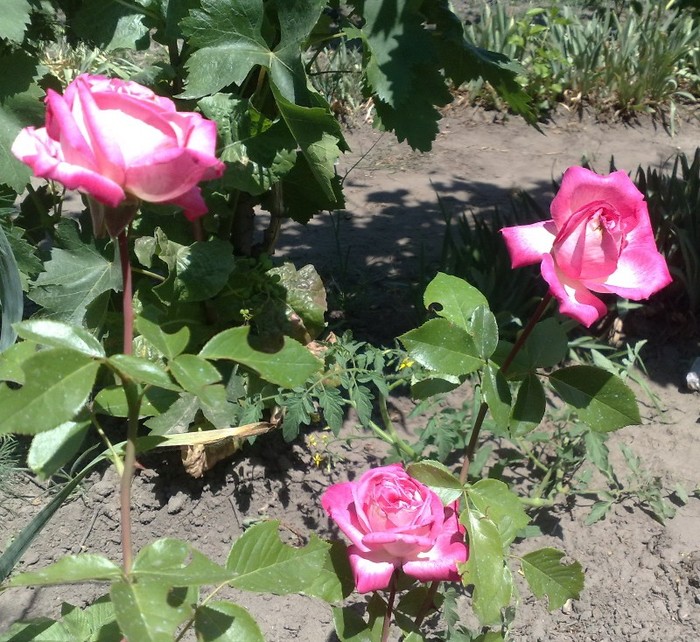 rosa gaujard ??? din butas anul 2