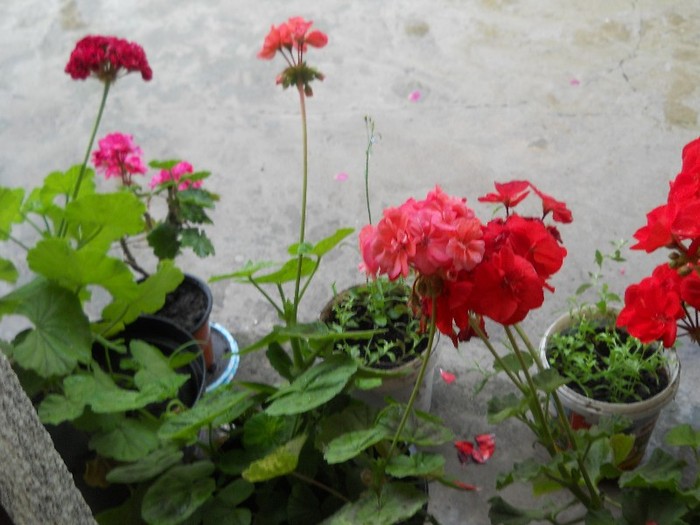 DSCN0517 - florile mele