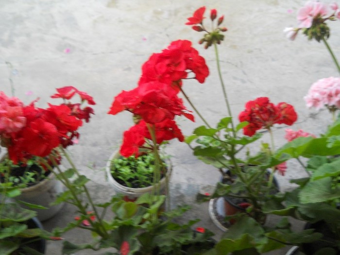 DSCN0518 - florile mele